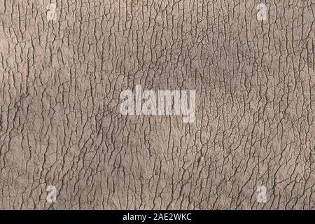 Rhino wrinkled skin looking like picture of cracked dried soil taken from high height. Beautiful natural texture for abstract wallpaper. Stock Photo