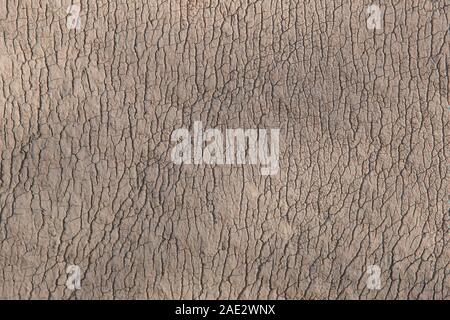 Rhino wrinkled skin looking like picture of cracked dried soil taken from high height. Beautiful natural texture for abstract wallpaper. Stock Photo