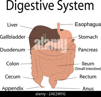 Digestive system in human body vector infographics chart with organ names. Stock Vector