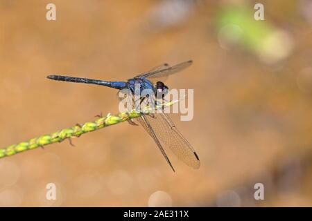 Black Stream Glider aka Indigo Dropwing (Trithemis festiva) Stock Photo