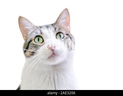 A domestic shorthair cat with tabby and white markings and green eyes, gazing upward Stock Photo