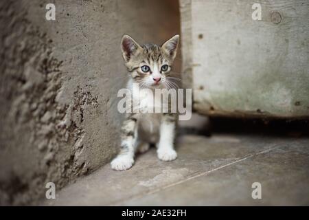 Portrait of a cute tabby little kitty sitting outdoors, domestic lovely cat, charming baby animal. Stock Photo