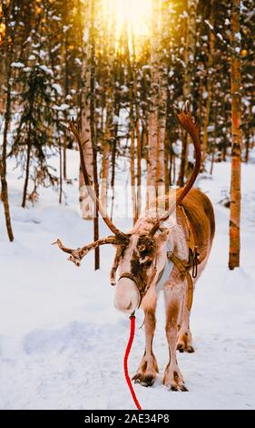 Reindeer at winter forest in Finnish Lapland Stock Photo