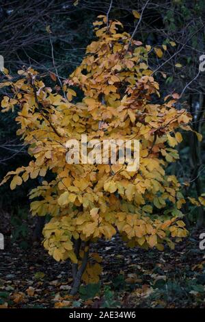 Yellow leafs ready to fall macro background high quality Stock Photo