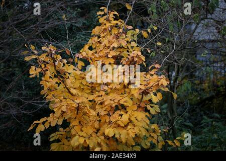Yellow leafs ready to fall macro background high quality Stock Photo