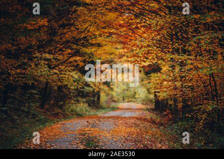 Orange autumn forest, road in beautiful nature, colorful scenery, original orange wallpaper Stock Photo