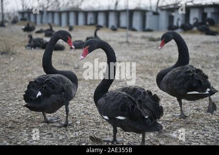 UFO 21 042020 r. Xinyang-china-6th-dec-2019-photo-taken-on-dec-6-2019-shows-black-swans-raised-at-an-agricultural-cooperative-in-guangshan-county-of-xinyang-central-chinas-henan-province-credit-lu-pengxinhuaalamy-live-news-2ae355b