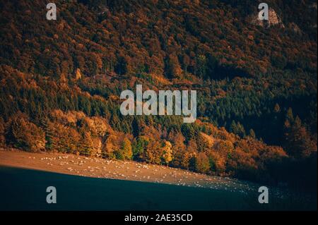 Sheep grassing on autumn evening pasture near by colorful  Stock Photo