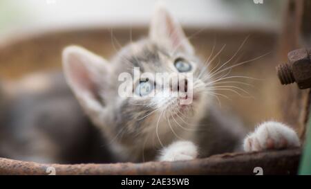Portrait of a cute little kitty outdoors, domestic lovely cat, charming playfull baby animal, cat plays in a rusty bowl. Stock Photo