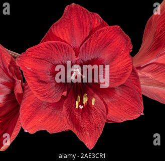 isolated red amaryllis center heart blossom macro,black background,fine art still life color macro, detailed textured blooms,vintage painting style Stock Photo