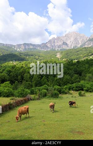Valley of Theth with a herd of cows in the dinaric alps in Albania Stock Photo