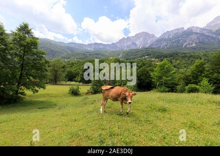 Valley of Theth with a cow in the dinaric alps in Albania Stock Photo