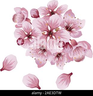 Pink cherry blossom, sakura flowers on white background. Stock Vector