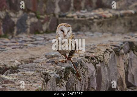 Barn owl (Tyto alba), Parque Condor, Otavalo, Ecuador Stock Photo