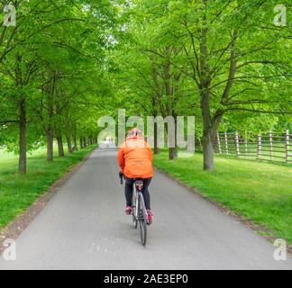 Touring cyclist riding bicycle along tree lined road in Vltava cycle router Eurovelo 7 route Veltrusy Central Bohemian Region Czech Republic. Stock Photo