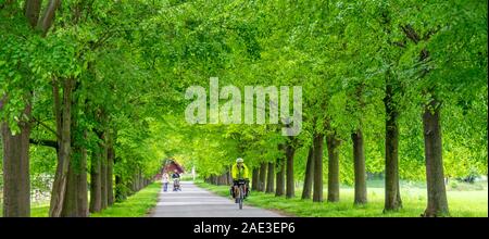 Touring cyclist riding bicycle along tree lined road in Vltava cycle router Eurovelo 7 route Veltrusy Central Bohemian Region Czech Republic. Stock Photo