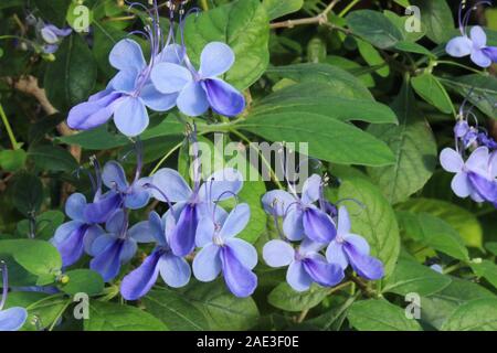 Purple-blue flowers on a Blue Butterfly Bush, Blue Buddleia Stock Photo