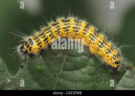 Buff-tip moth caterpillar (Phalera bucephala) feeding on oak leaf. Tipperary, Ireland Stock Photo