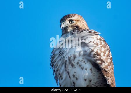 Juvenile red-tailed hawk up close Stock Photo