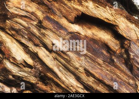 One small tree growing out of a big slab of diagonal running lines of colorful eroding rock along a hillside Stock Photo