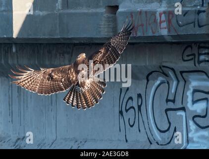 Juvenile red-tailed hawk landing  in urban environment on graffiti covered bridge Stock Photo