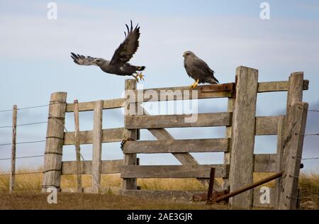Two Falkland Variable Hawks (Bunto Polyosoma) on Pebble Island in the Falkland Islands (Islas Malvinas).