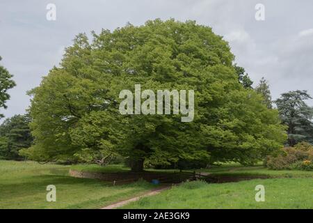 Spring Foliage of a Japanese Zelkova or Keaki Tree (Zelkova serrata) in a Park in Rural Somerset, England, UK Stock Photo