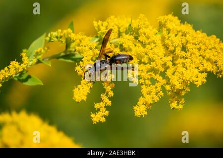 Northern Paper Wasp on Goldenrod Flowers in Summer Stock Photo