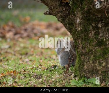 grey squirrel Stock Photo