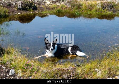 collie cooling off in pool Stock Photo