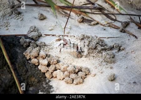 male marsh fiddler crab in sand with sand balls and burrow  florida usa Stock Photo