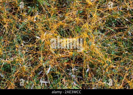 Dodder Genus Cuscuta is The parasite wraps the stems of plant cultures with yellow threads and sucks out the vital juice and nutrients Stock Photo