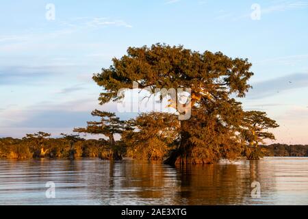 Bald cypresses (Taxodium distichum) in water at sunset, Atchafalaya Basin, Louisiana, USA Stock Photo