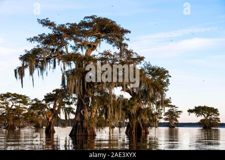Bald cypresses (Taxodium distichum) with Spanish moss (Tillandsia usneoides) in water, Atchafalaya Basin, Louisiana, USA