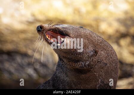 Close up of a New Zealand Fur seal (Arctocephalus forsteri) with mouth open and exposing its teeth on the Kaikoura Peninsula New Zealand South Island Stock Photo