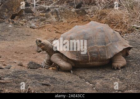 Galapagos giant tortoise (Chelonoidis nigra), Isla Isabela, Galapagos Islands, Ecuador Stock Photo