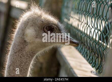 Ostrich bird in captivity looking through a mesh wire fence Stock Photo