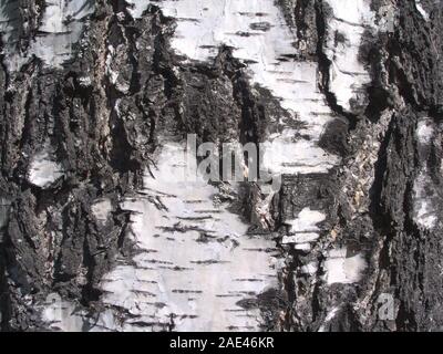 Black and white birch bark closeup Stock Photo