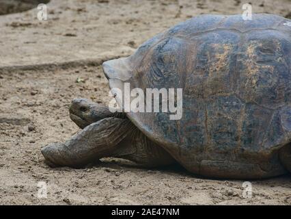 Galapagos giant tortoise (Chelonoidis nigra), Isla Isabela, Galapagos Islands, Ecuador Stock Photo