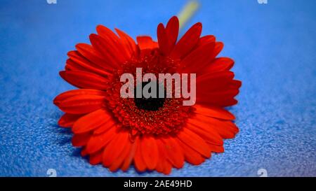 Dark red Gerbera head on the bright blue backgrounds Stock Photo