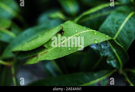 Close up of Mango leaves after morning rain. Stock Photo
