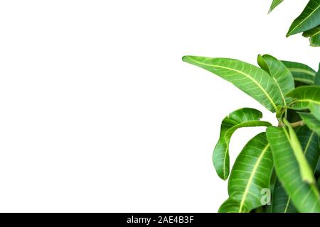 Mango leaves on white backgrounds Stock Photo
