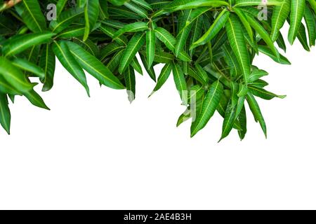 Mango leaves on white backgrounds Stock Photo