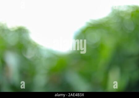 Mango tree and farm Blur backgrounds Stock Photo