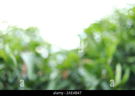 Mango tree and farm Blur backgrounds Stock Photo