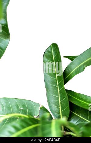 Mango leaves on white backgrounds Stock Photo