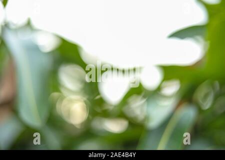 Mango tree and farm Blur backgrounds Stock Photo