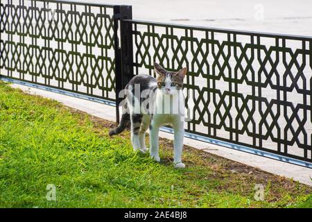 A resident street cat in the grounds of Fatih mosque, Istanbul, Turkey Stock Photo