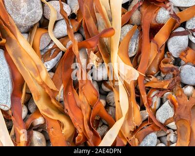 Fronds of colourful seaweed lying on grey pebble beach, Scotland, UK Stock Photo