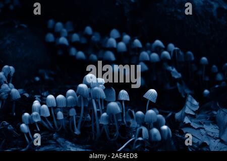 Small white poisonous toadstools in a trendy classic blue tone. Classic Blue color 2020. Stock Photo